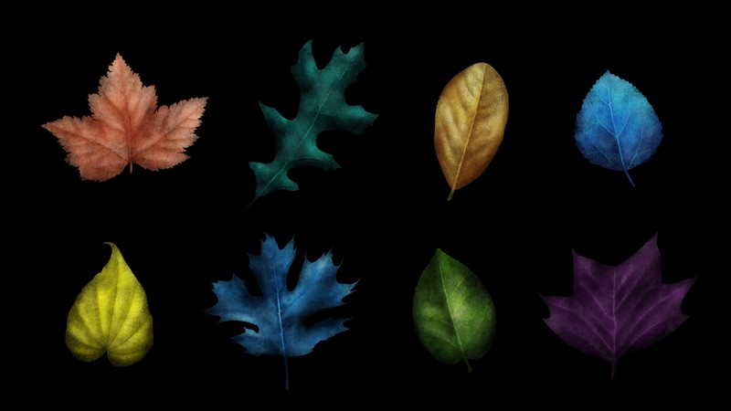 Eight leaves against a black background, each one a different color and type of leaf. The leaves show a combination of photographic and illustrated textures that make up their depth and color.