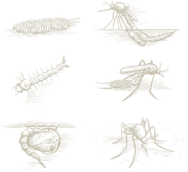 Mosquito life cycle illustrations